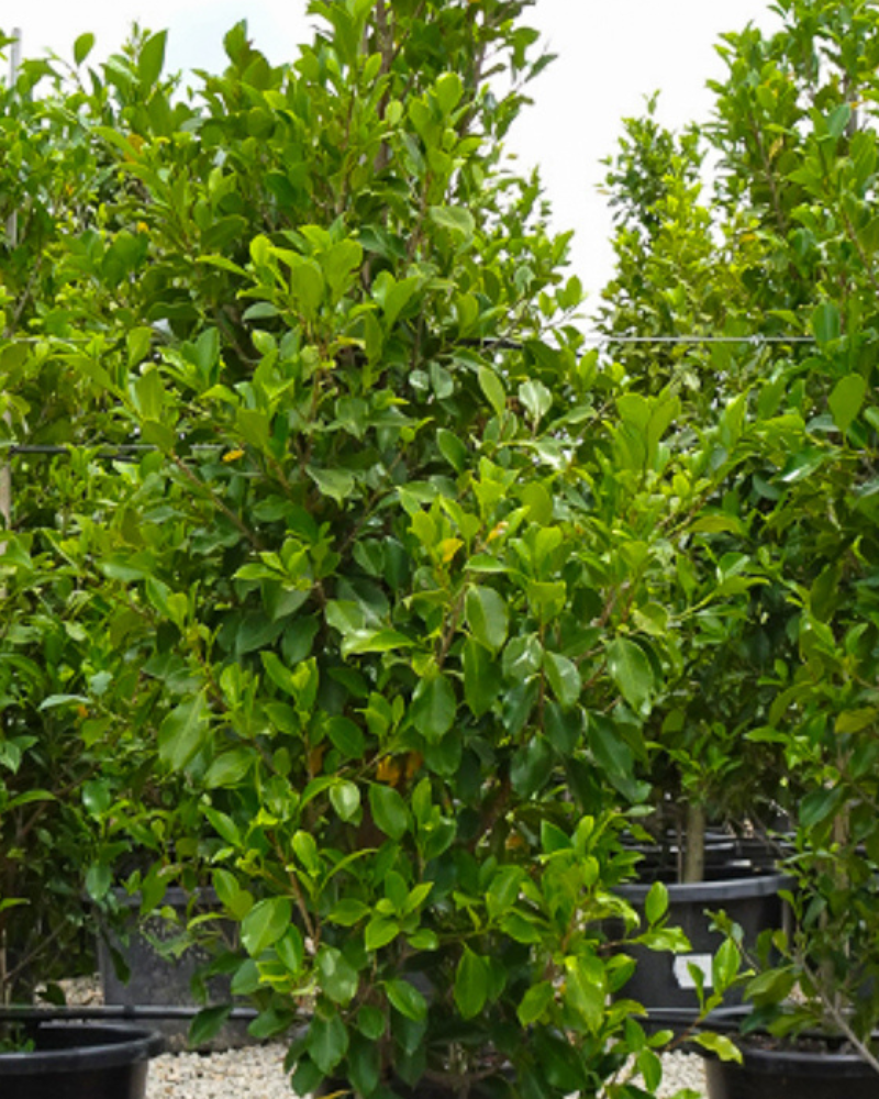 How to Design a Formal Garden with Ornamental Trees