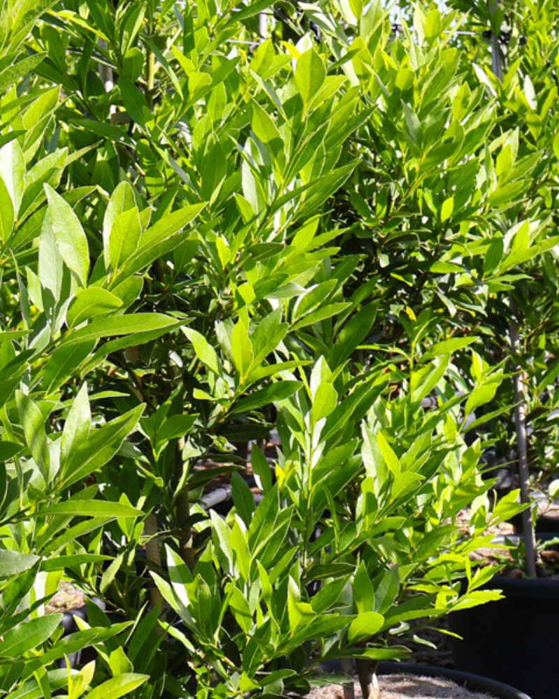 How to Create a Relaxing Garden Oasis with Trees