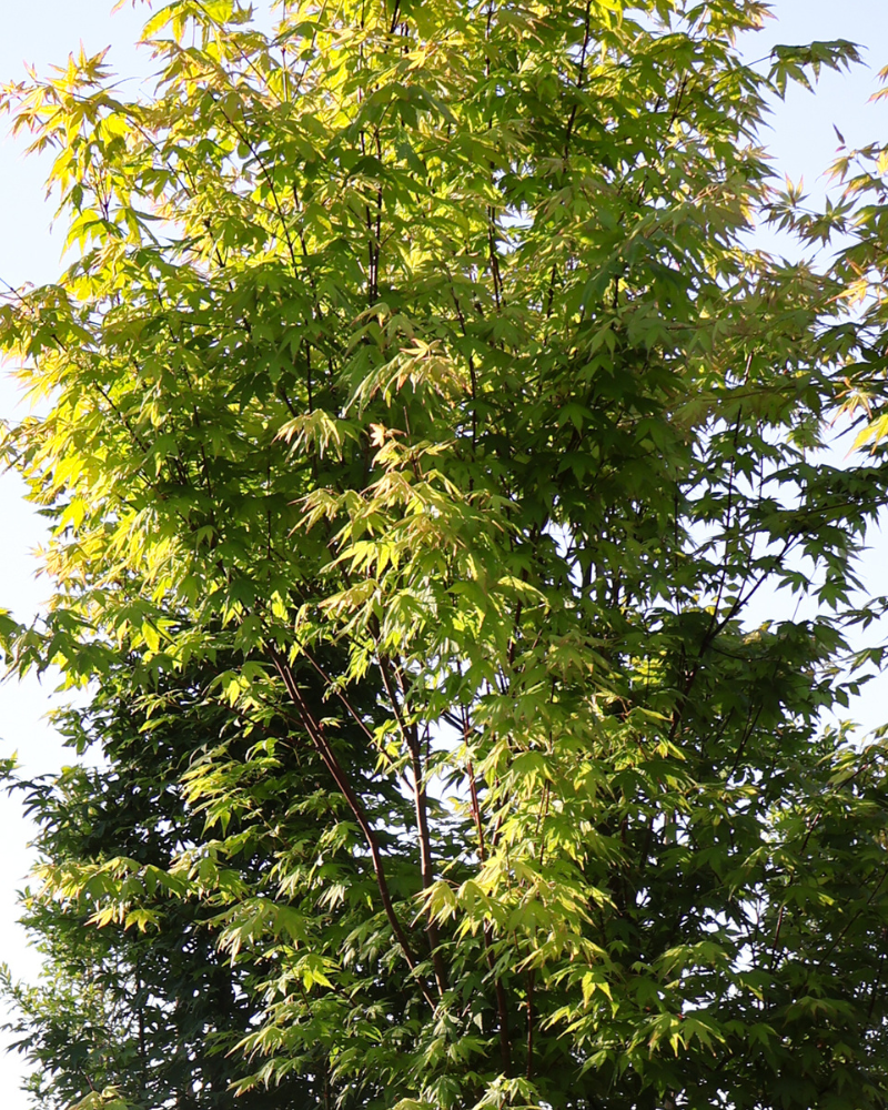 Top Trees for Creating a Serene Zen Garden: 5 Sculptural Picks for Stillness and Calm