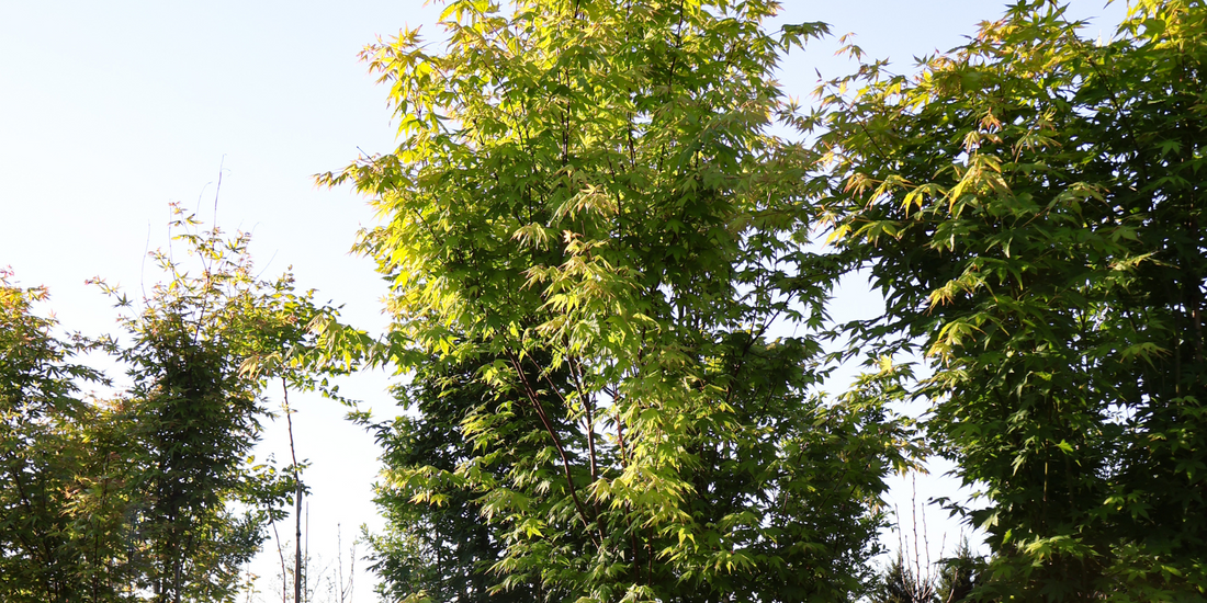 Top Trees for Creating a Serene Zen Garden: 5 Sculptural Picks for Stillness and Calm