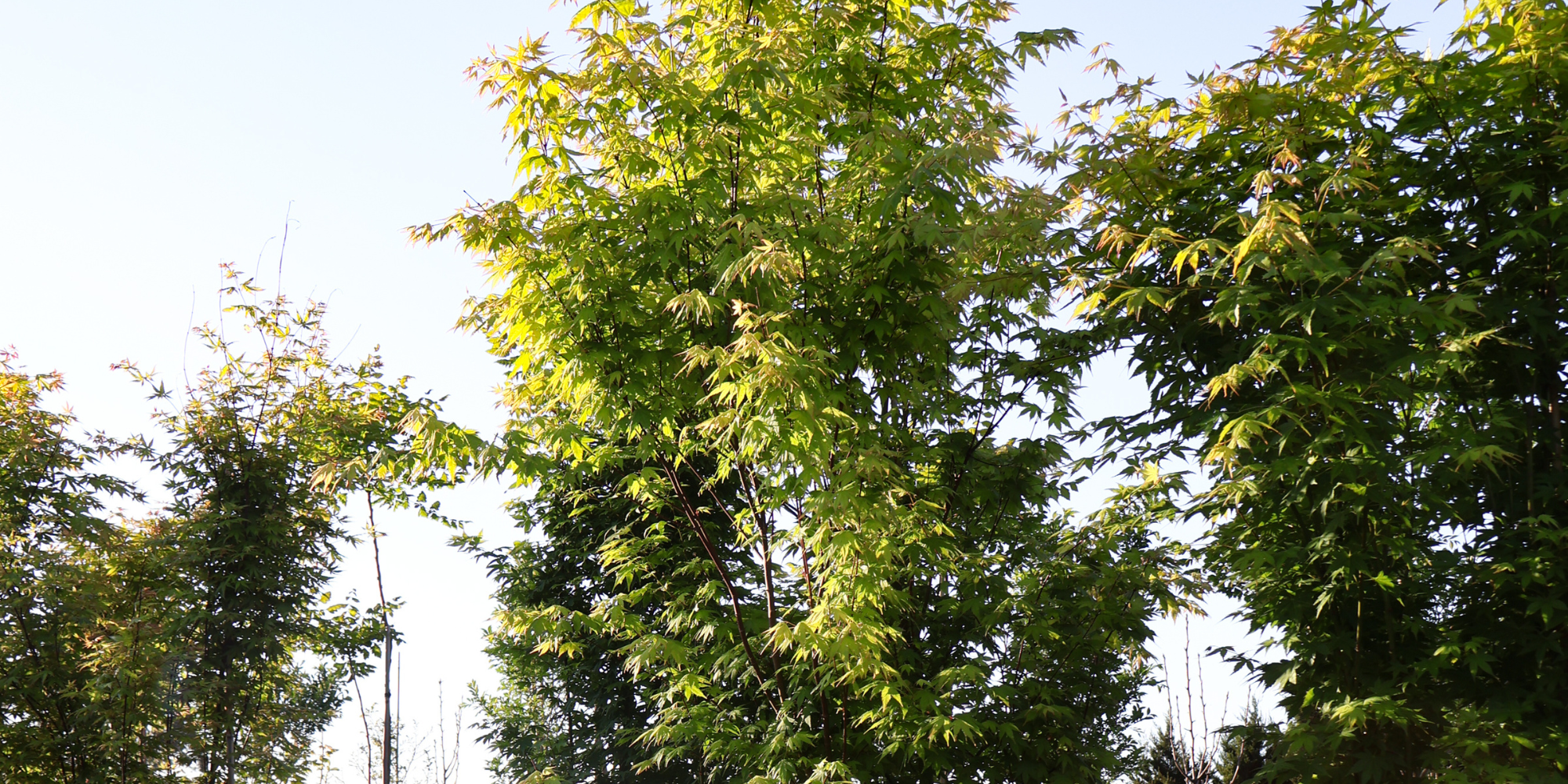 Top Trees for Creating a Serene Zen Garden: 5 Sculptural Picks for Stillness and Calm