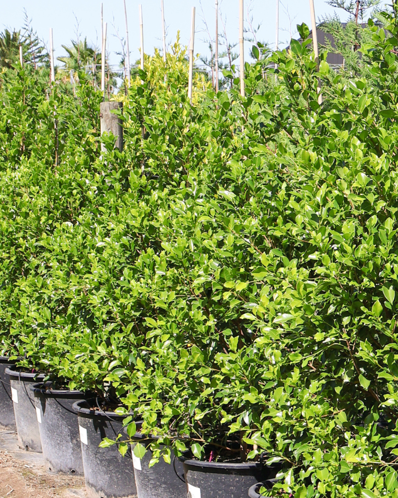 Maximising Privacy with Tall Hedging Trees