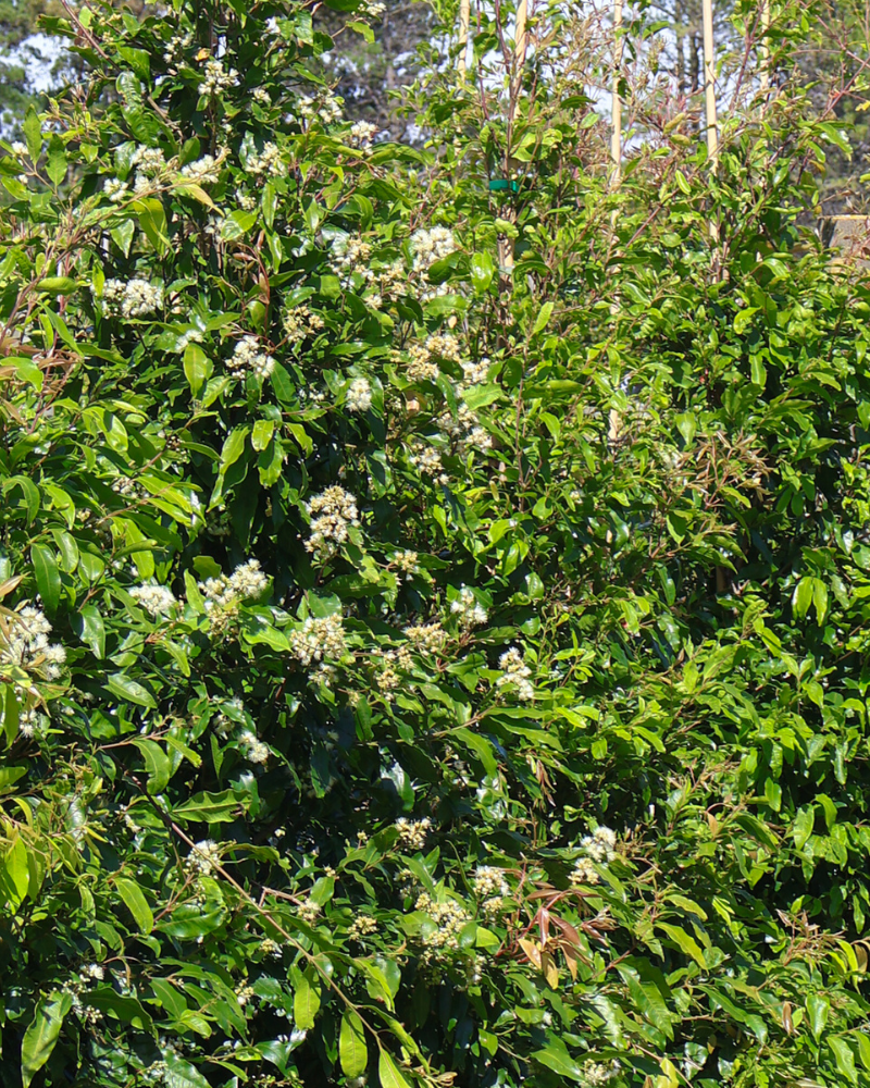 Why You Should Consider Multi-Stem Trees for a Unique Garden Aesthetic