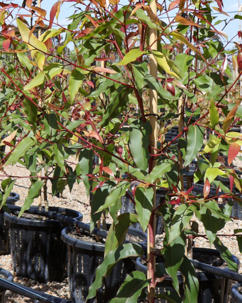 Creating a Garden to Withstand Australia's Climate Extremes