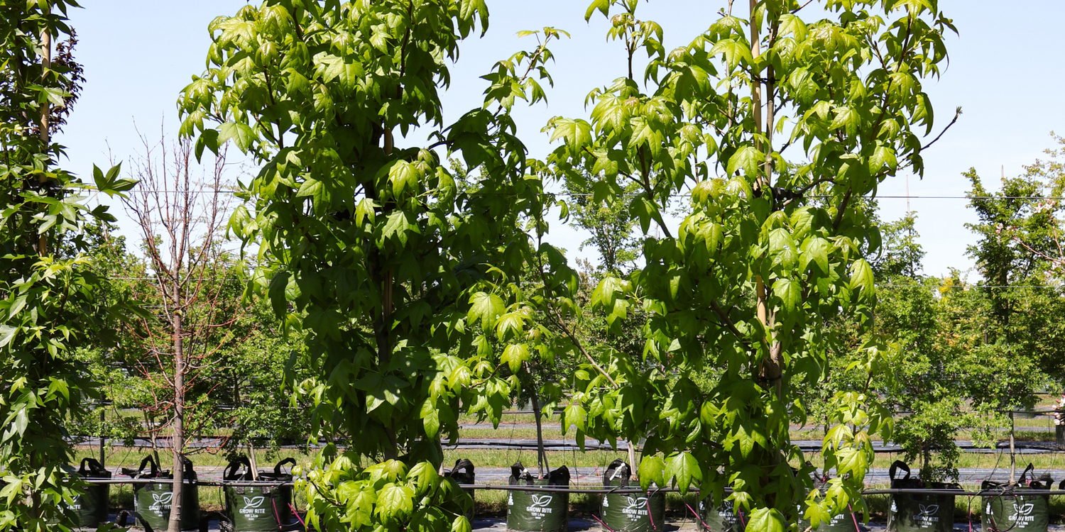 3 Trees That Provide Stunning Autumn Foliage for Your High-End Garden