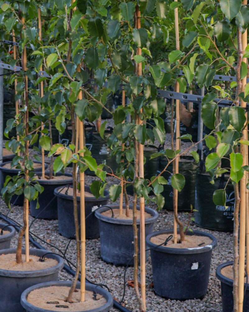 Trees for Adding Autumn Colour to Your Garden