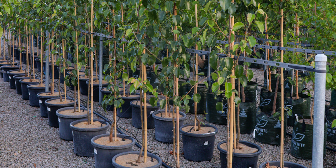 Trees for Adding Autumn Colour to Your Garden
