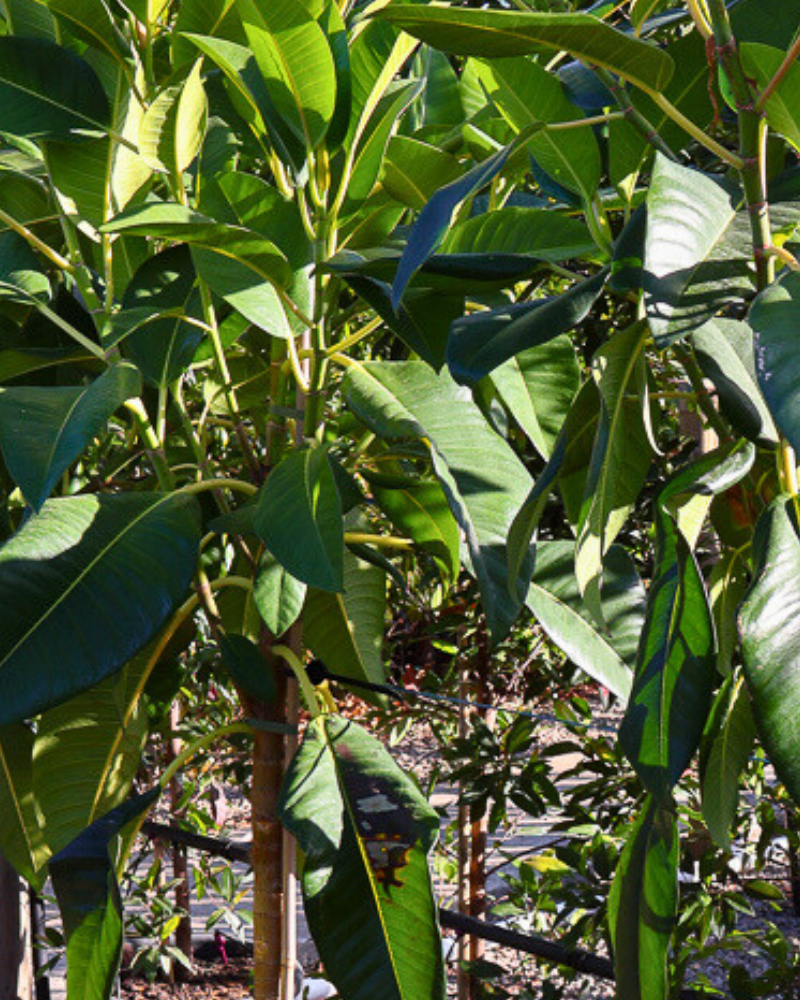 Trees and Plants to Create a Tropical Vibe in Your Garden