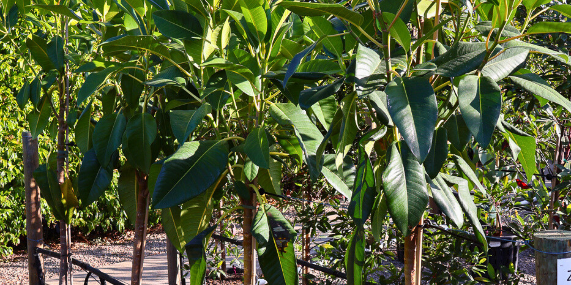 Trees and Plants to Create a Tropical Vibe in Your Garden