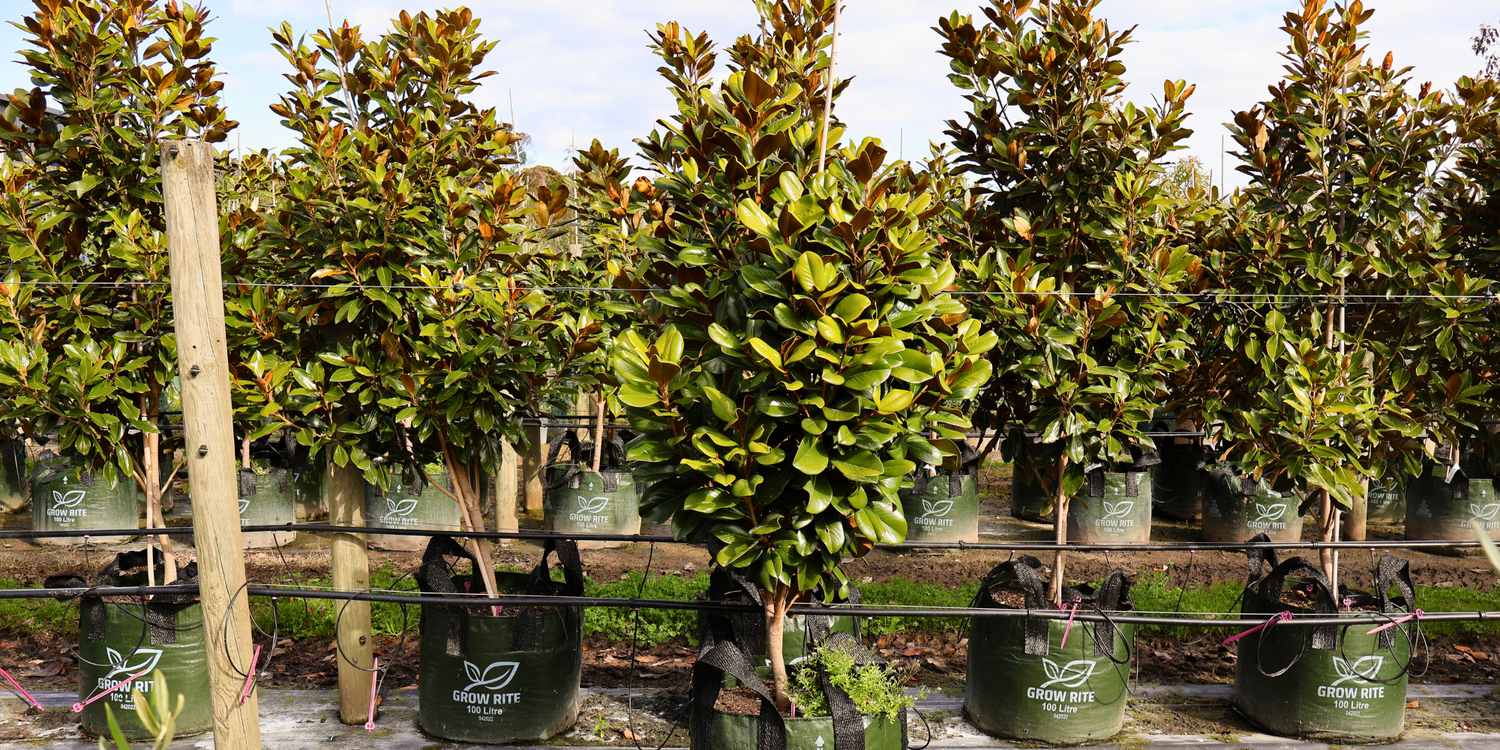 The Role of Trees in Reducing Urban Heat Islands