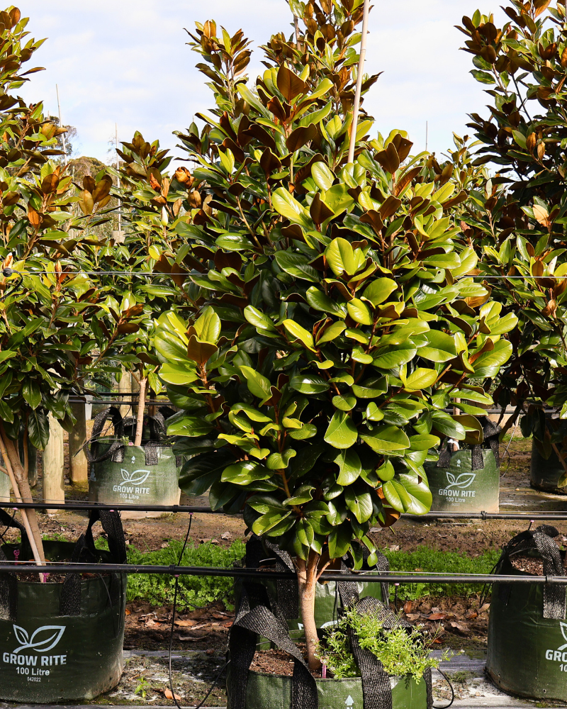 The Role of Trees in Reducing Urban Heat Islands