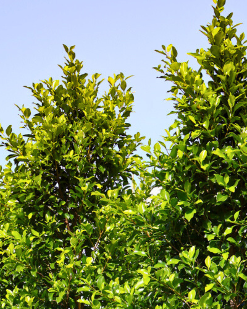 Evergreen Trees to Enhance Your Garden Year Round
