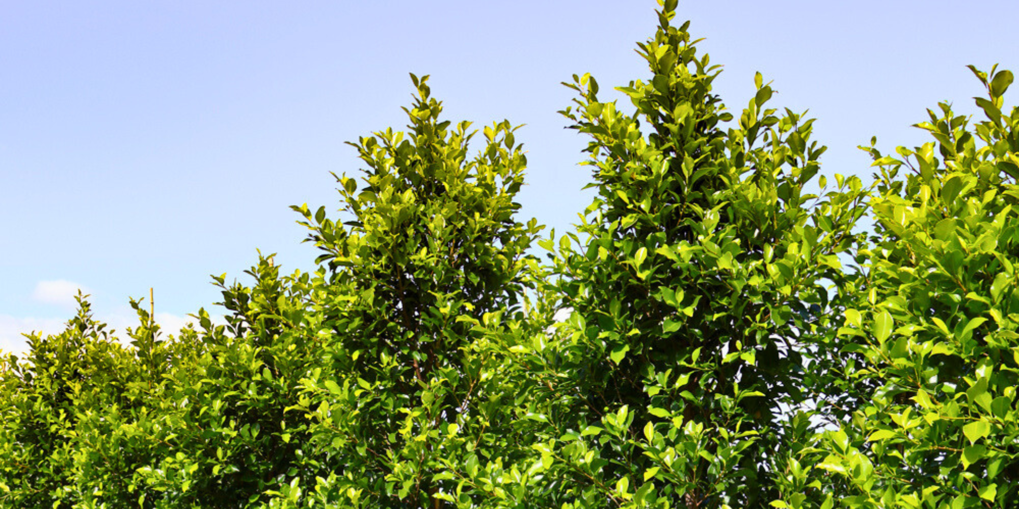 Evergreen Trees to Enhance Your Garden Year Round