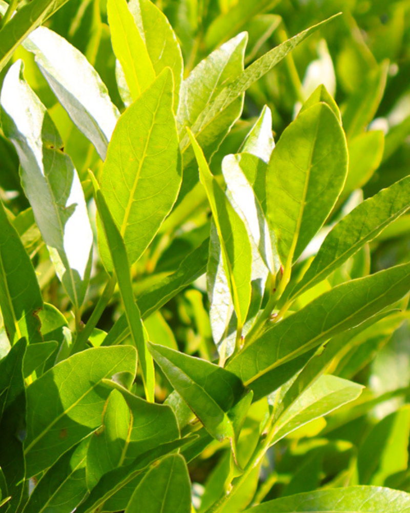 How to Create a Mediterranean Garden with Evergreen Trees