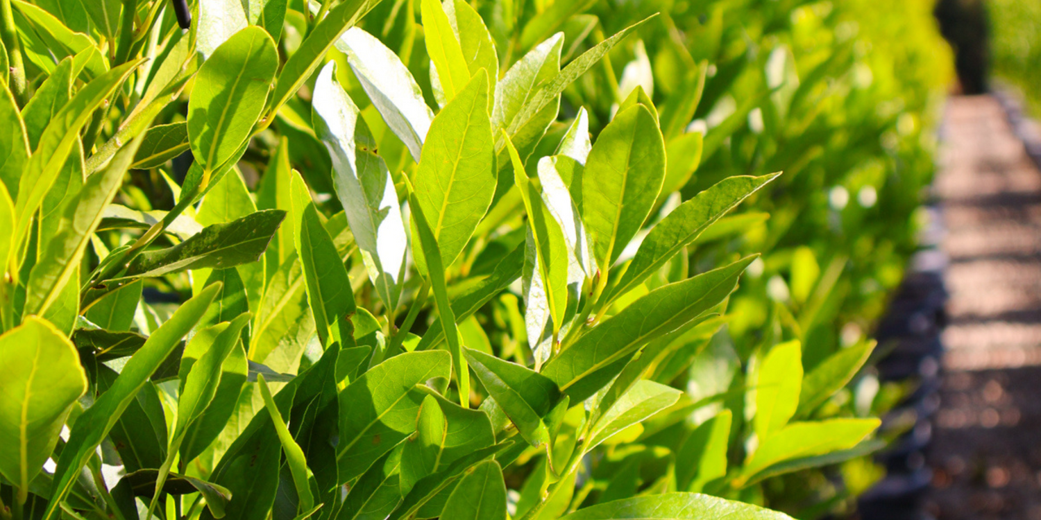 How to Create a Mediterranean-Style Garden with Evergreen Trees