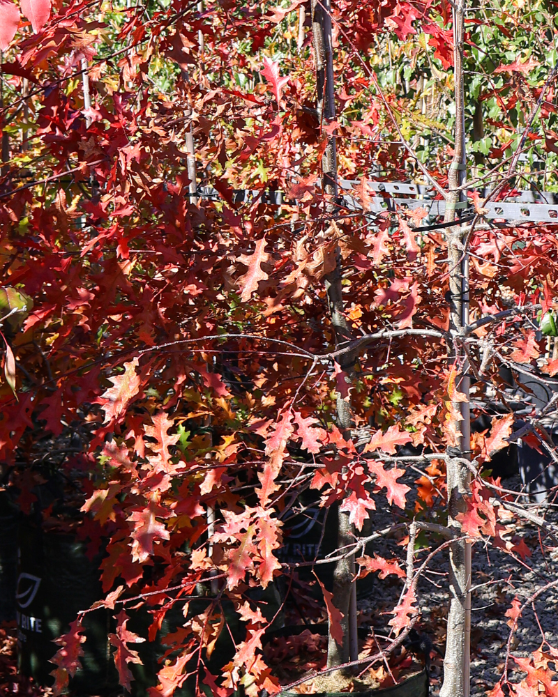 Best Trees for Formal Gardens and Pathways: 13 Picks for Classic and Modern Formal Design