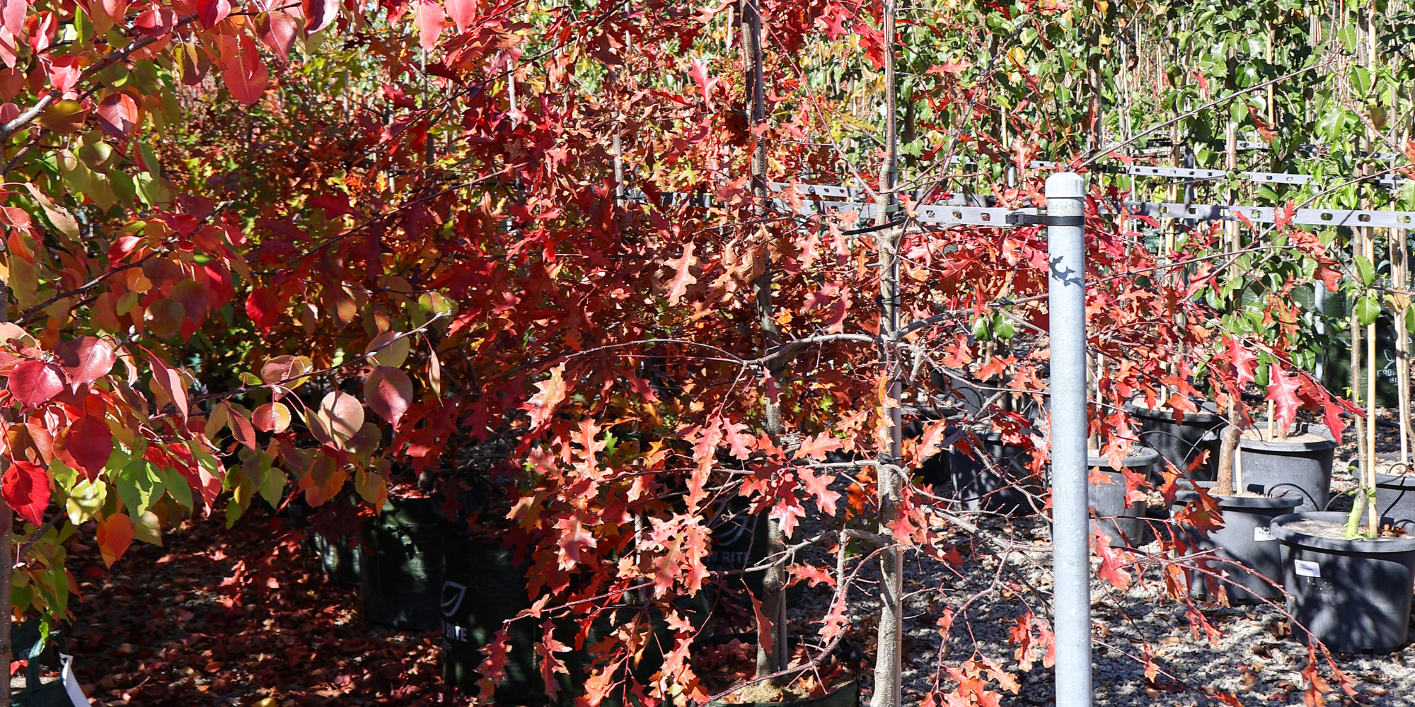 The Best Trees for Formal Gardens and Pathways