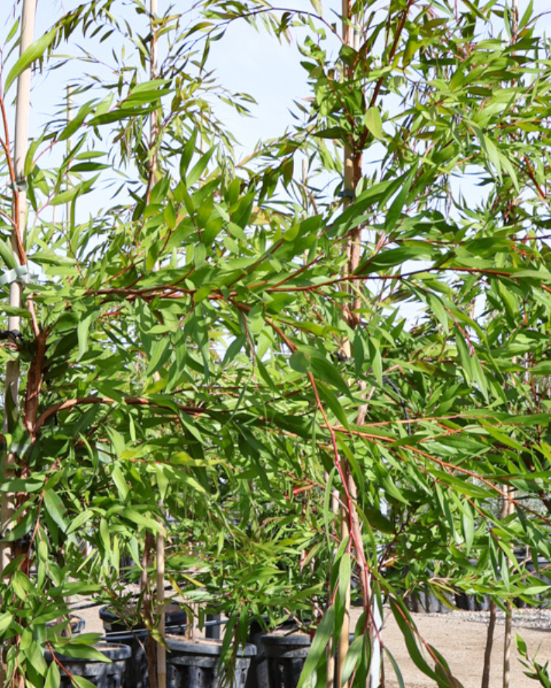 How to Plant Trees for Effective Windbreaks and Shelterbelts