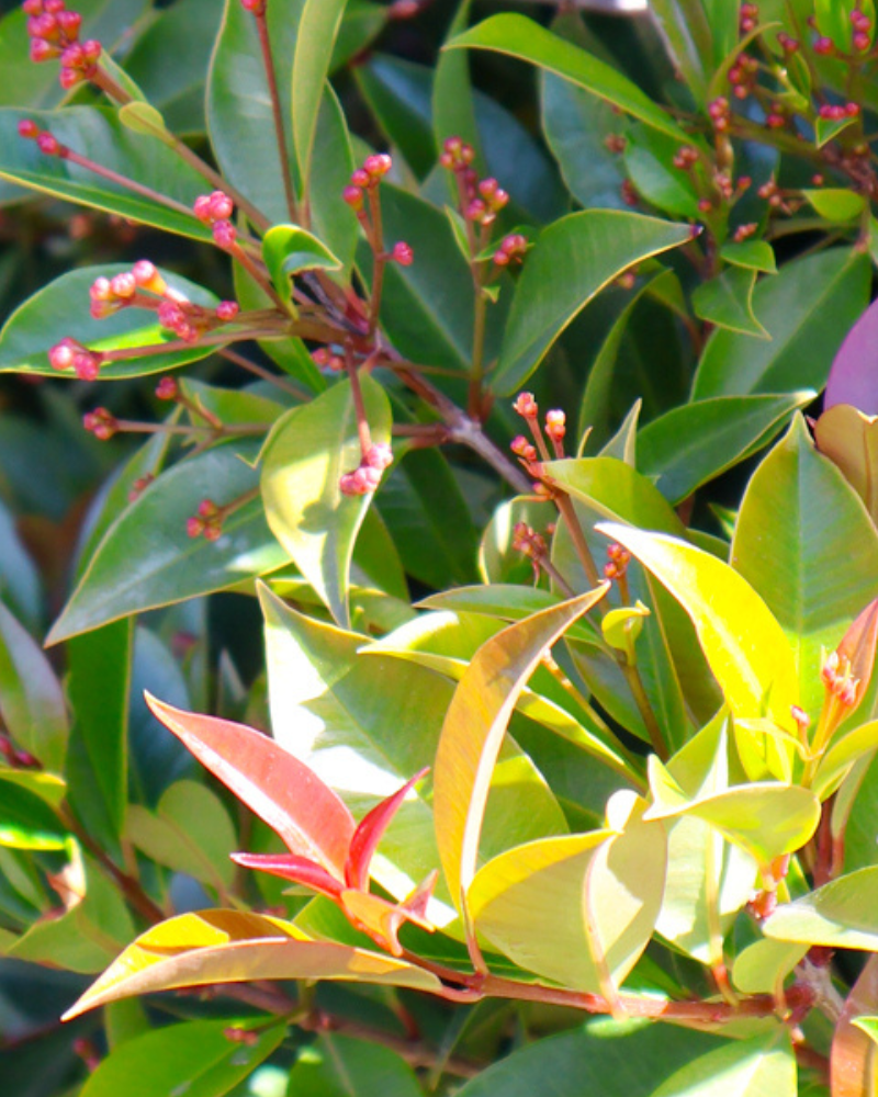 How to Create Privacy in Your Backyard with Evergreen Trees