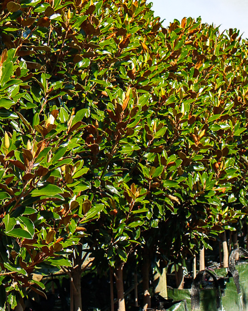 Best Trees to Improve Your Property's Street Appeal: 10 Picks for Instant Front-Garden Impact