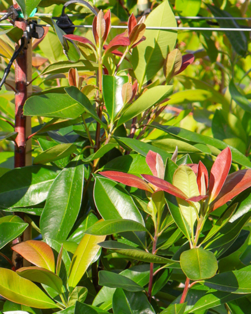 Top Evergreen Trees to Add Texture to Your Landscape: 10 Picks for Bold-Fine Contrast