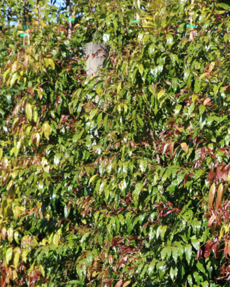 Why Every Garden Needs a Weeping Tree