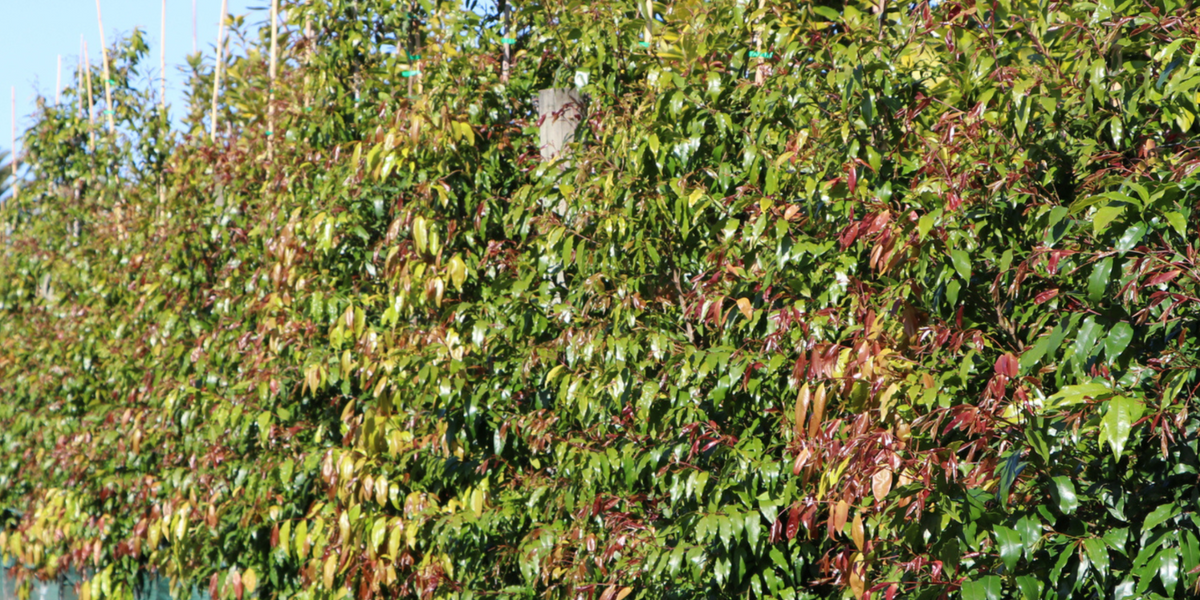 Why Every Garden Needs a Weeping Tree | Evergreen Trees Direct ...