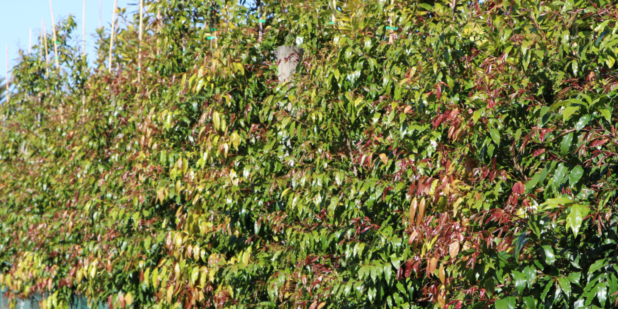 Why Every Garden Needs a Weeping Tree
