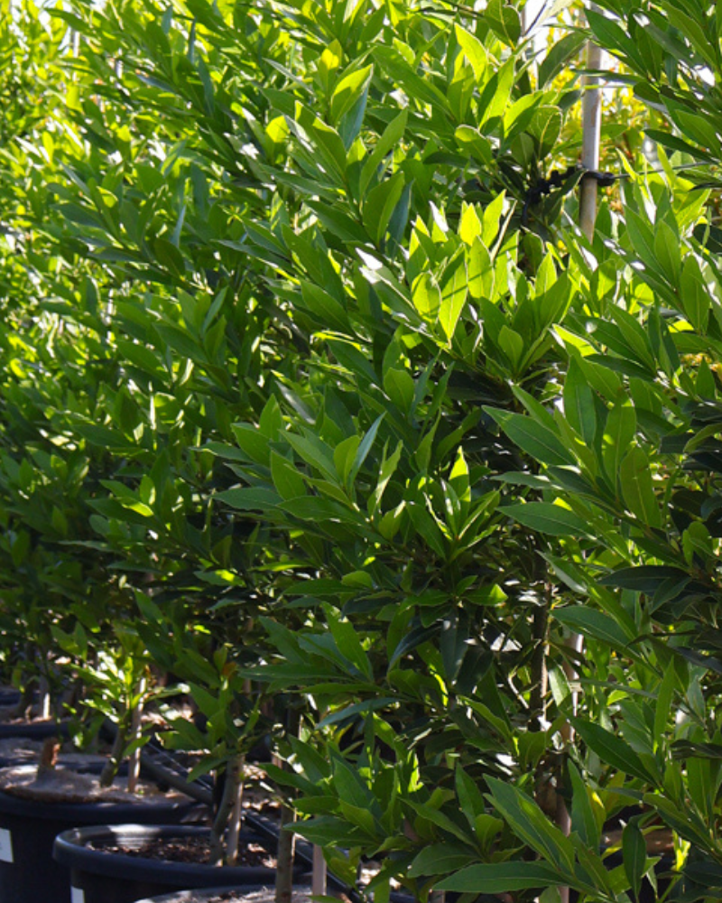 How to Use Trees for a Layered Landscape Design