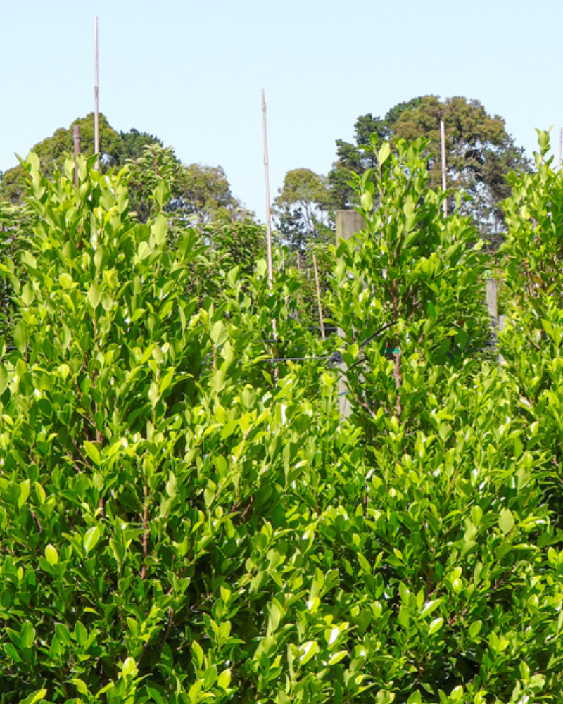 Why Tree Shape Matters: Choosing the Right Form for Your Garden