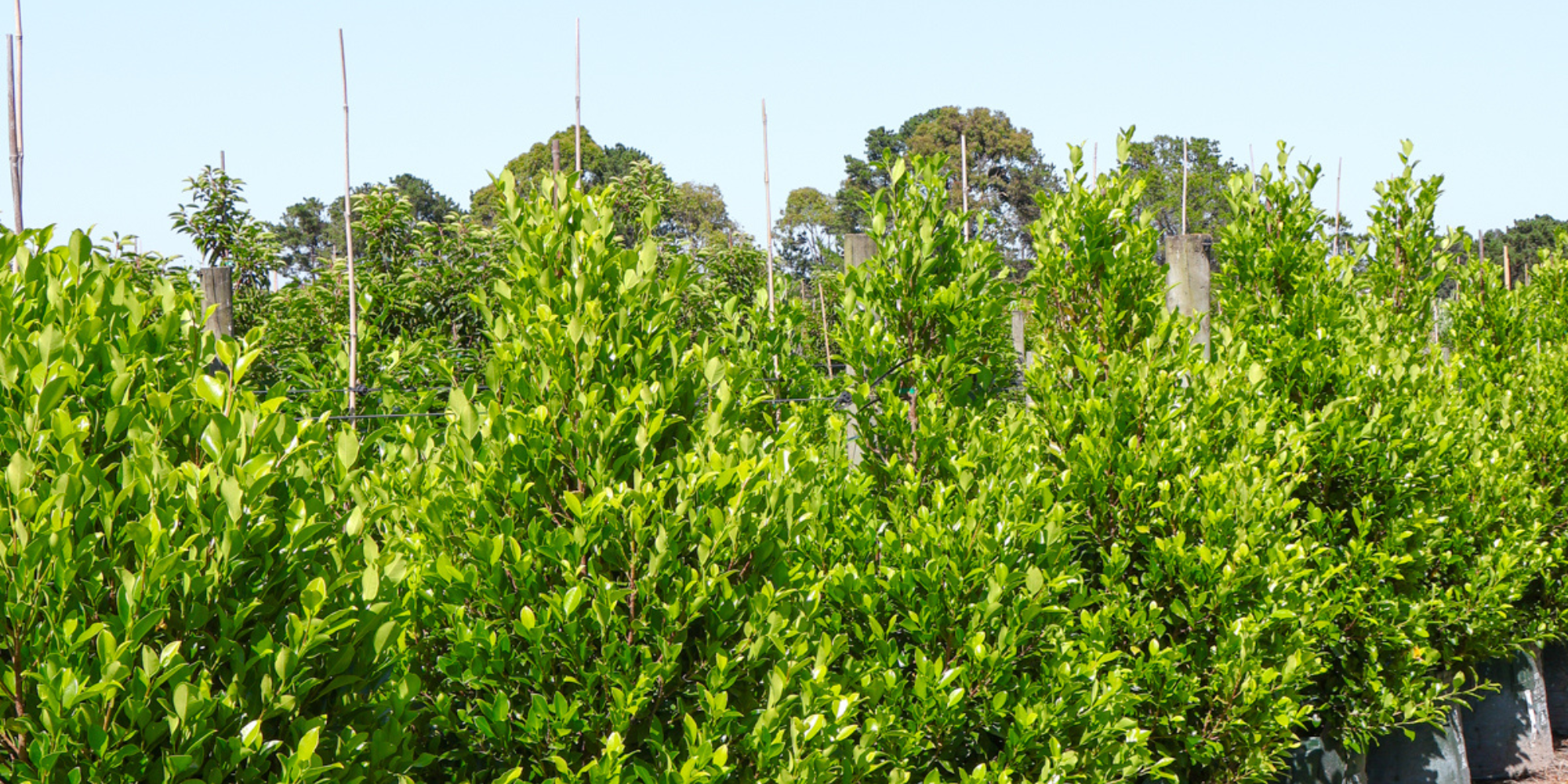 Rectangular Trees Why Tree Shape Matters: Choosing the Right Form - Evergreen Trees Direct