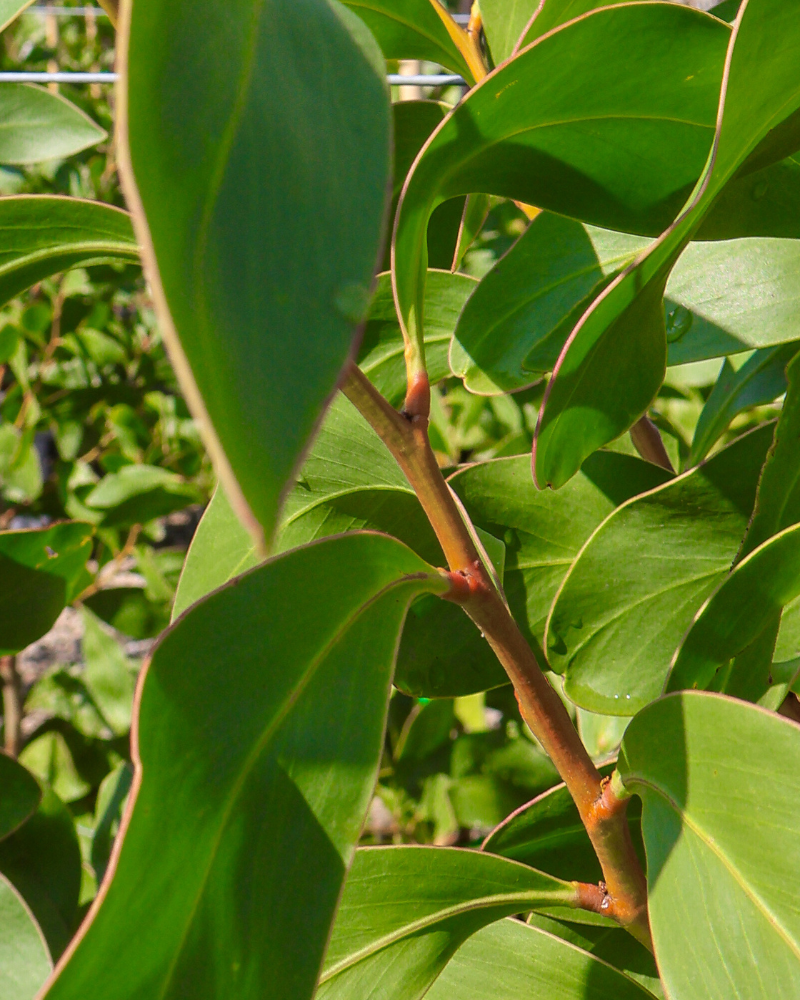 Best Low-Maintenance Trees for Australian Gardens: 10 Picks That Thrive on Neglect