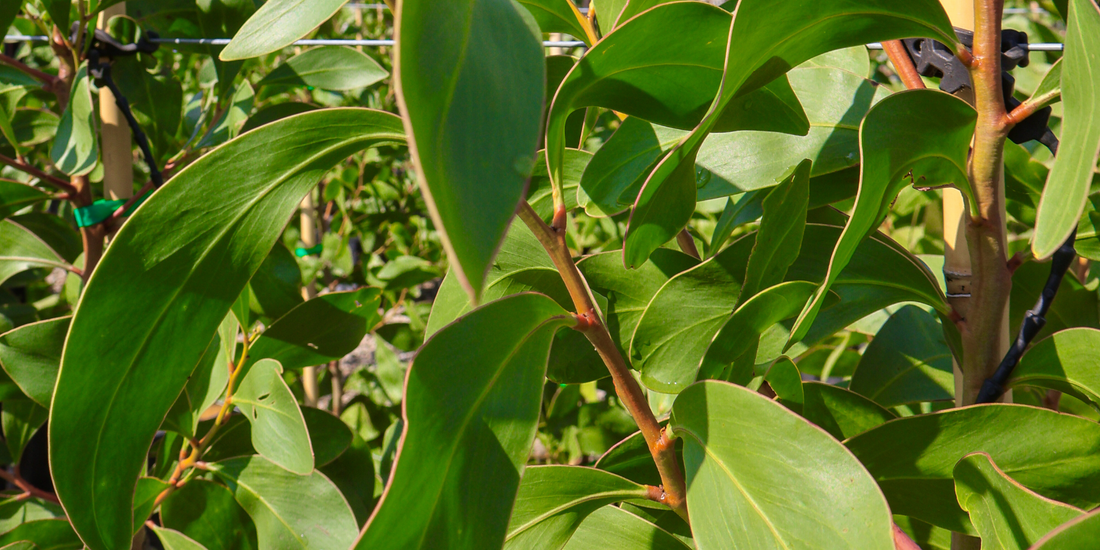 The Best Low-Maintenance Trees for Australian Gardens