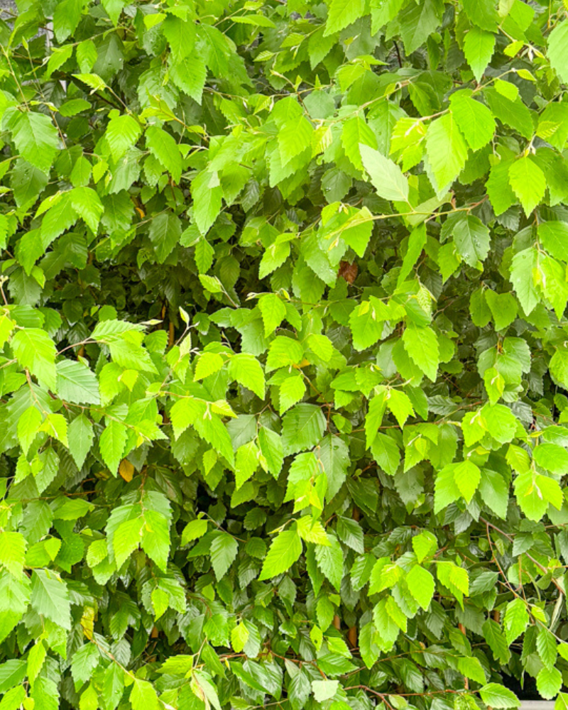 Tree Forms in the Garden: Weeping, Narrow, Upright, Vase and Rounded