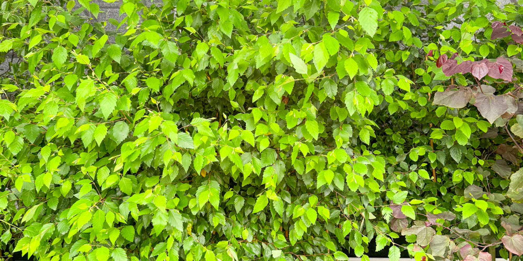 Tree Forms in the Garden: Weeping, Narrow, Upright, Vase and Rounded
