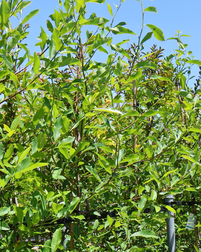 How to Choose the Right Tree for Your Soil Type