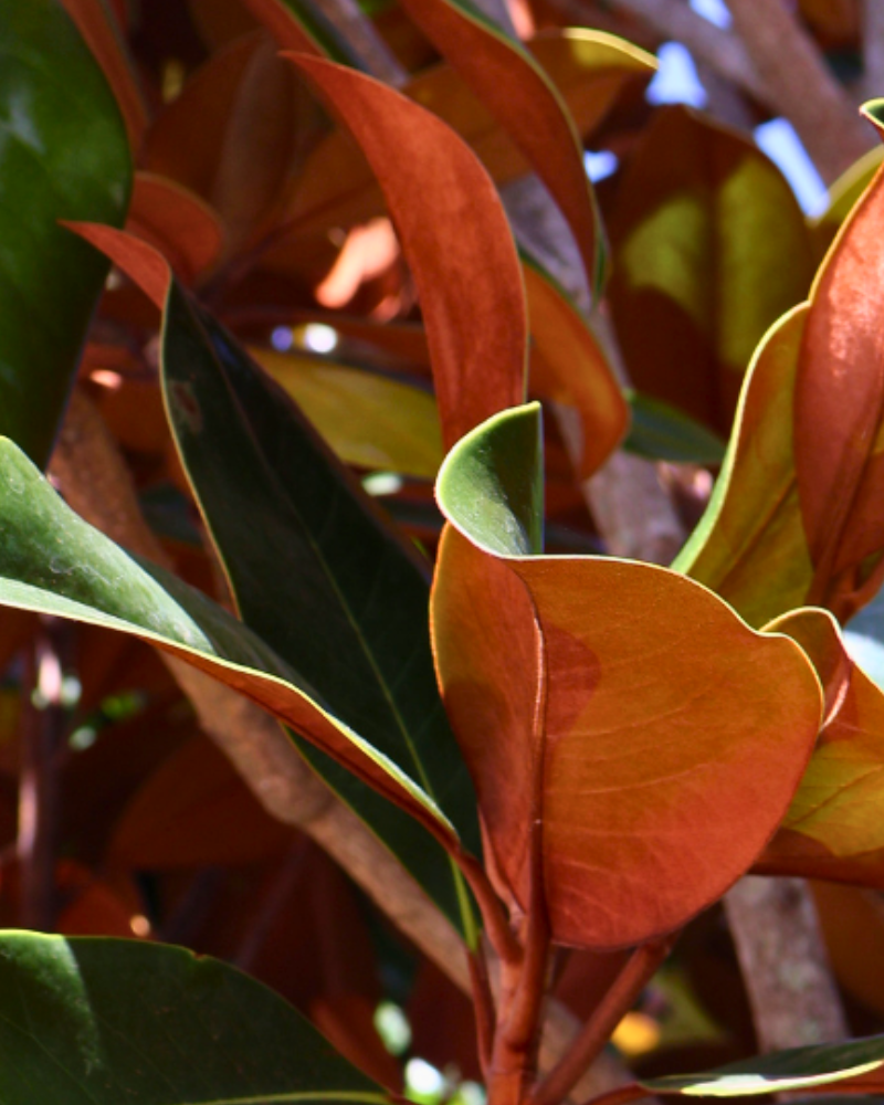 Ultimate Guide to Planting and Caring for Magnolia Trees