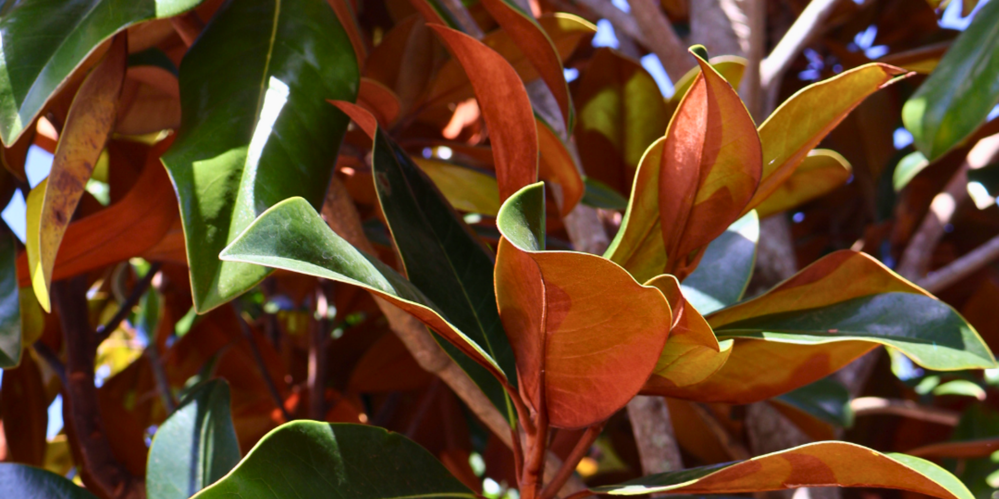 Ultimate Guide to Planting and Caring for Magnolia Trees