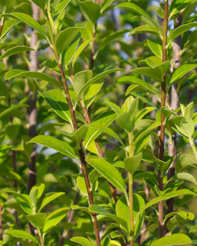 How to Plant and Care for Your New Privacy Trees