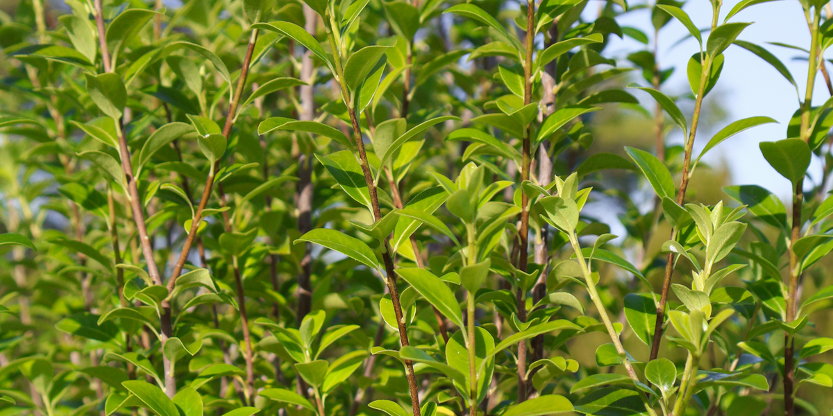 How to Plant and Care for Your New Privacy Trees | Evergreen Trees Direct
