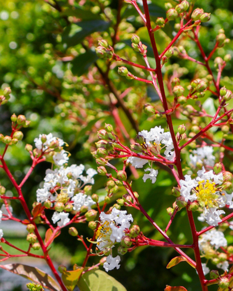 Using Flowering Trees to Add a Pop of Colour