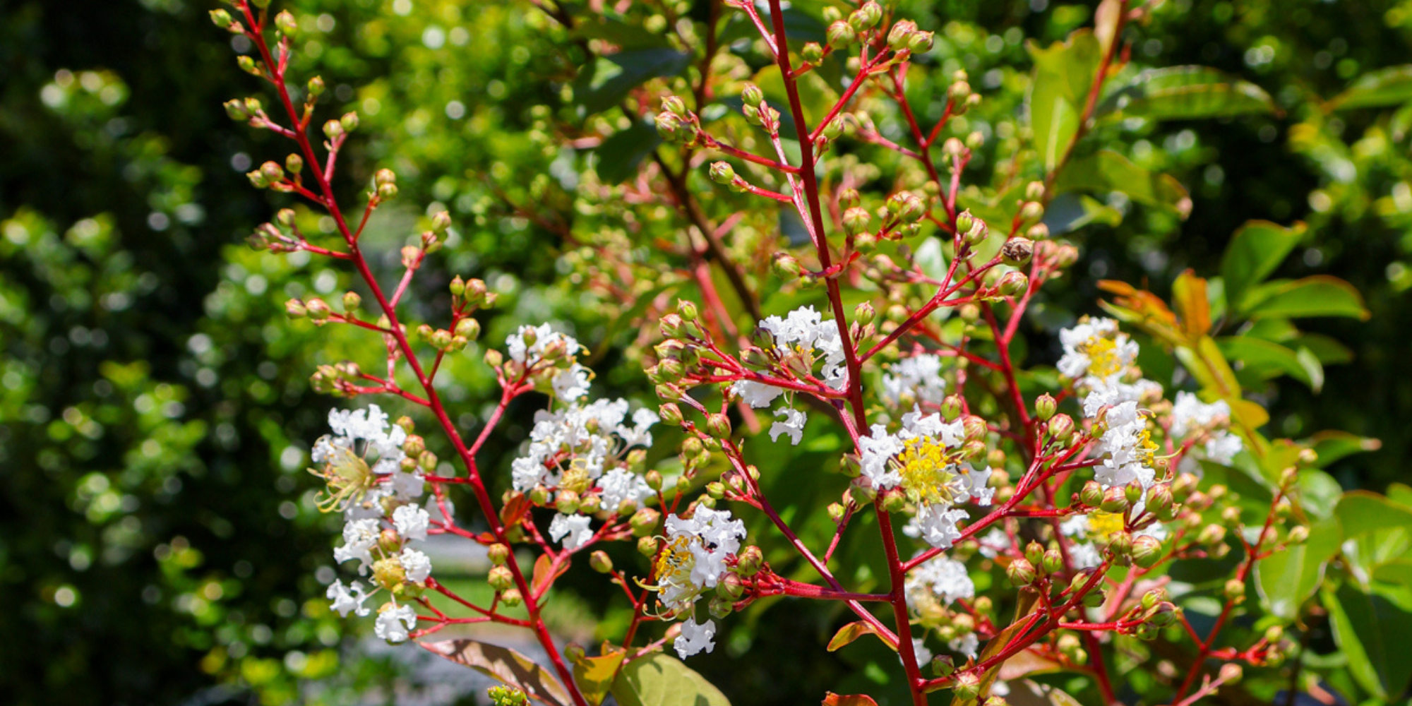 Using Flowering Trees to Add a Pop of Colour