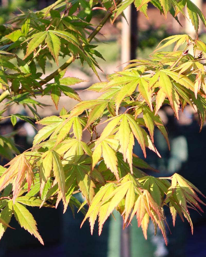 5 Common Tree Planting Mistakes and How to Avoid Them