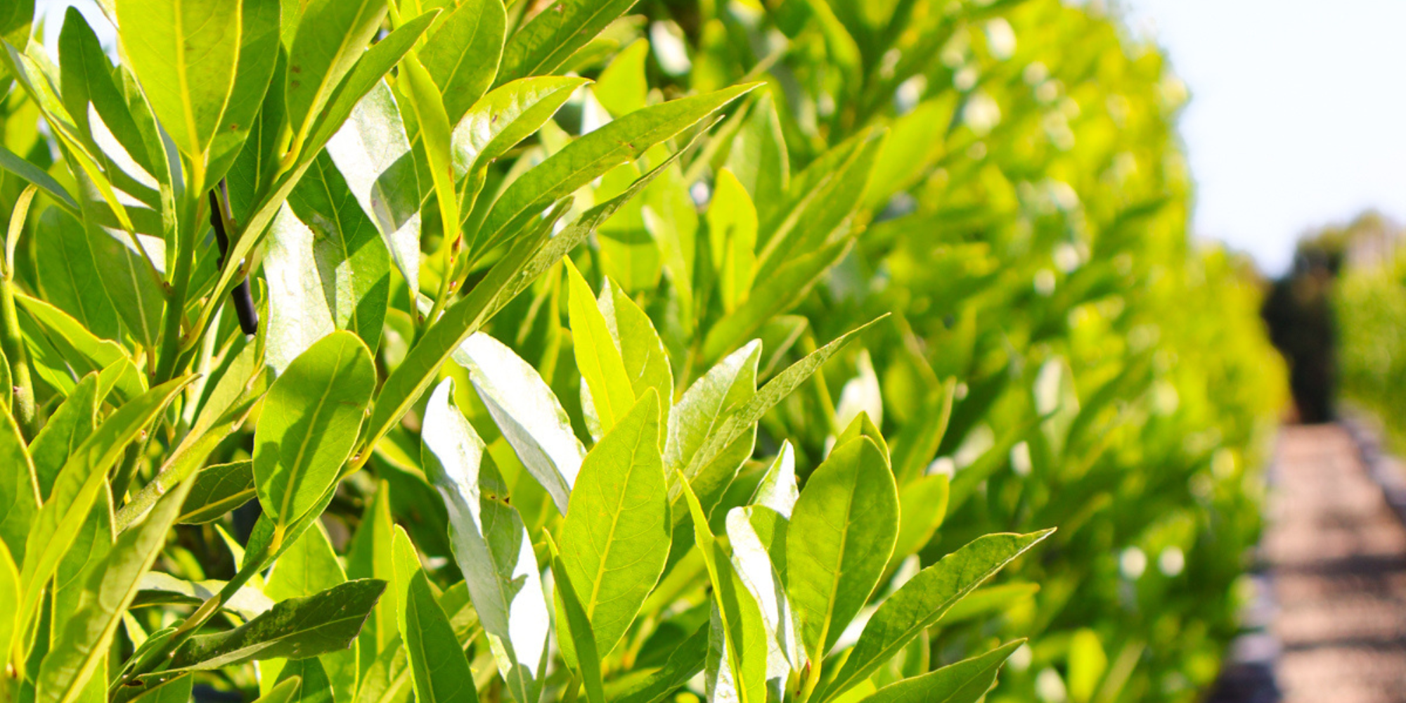 Best Trees to Plant in a Pot: Our 12 Top Recommendations