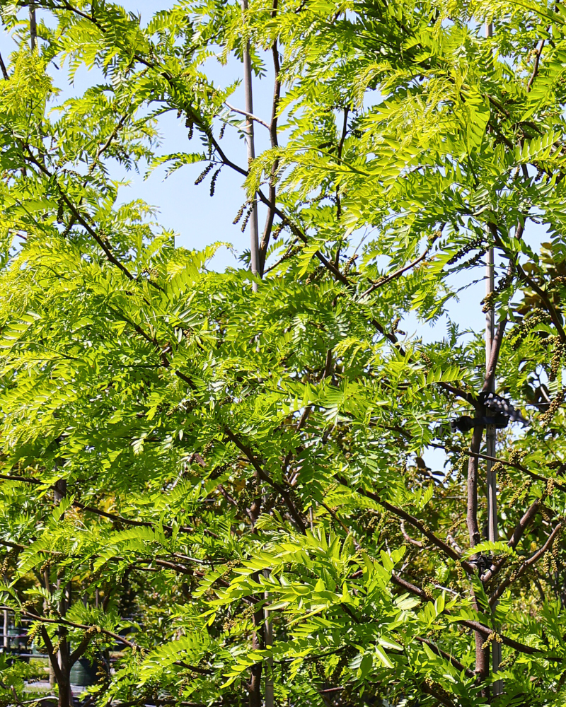 How to Design a Garden That Thrives in Harsh Conditions
