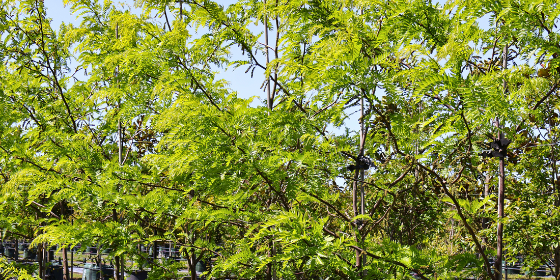 Garden of hardy trees thriving in harsh conditions