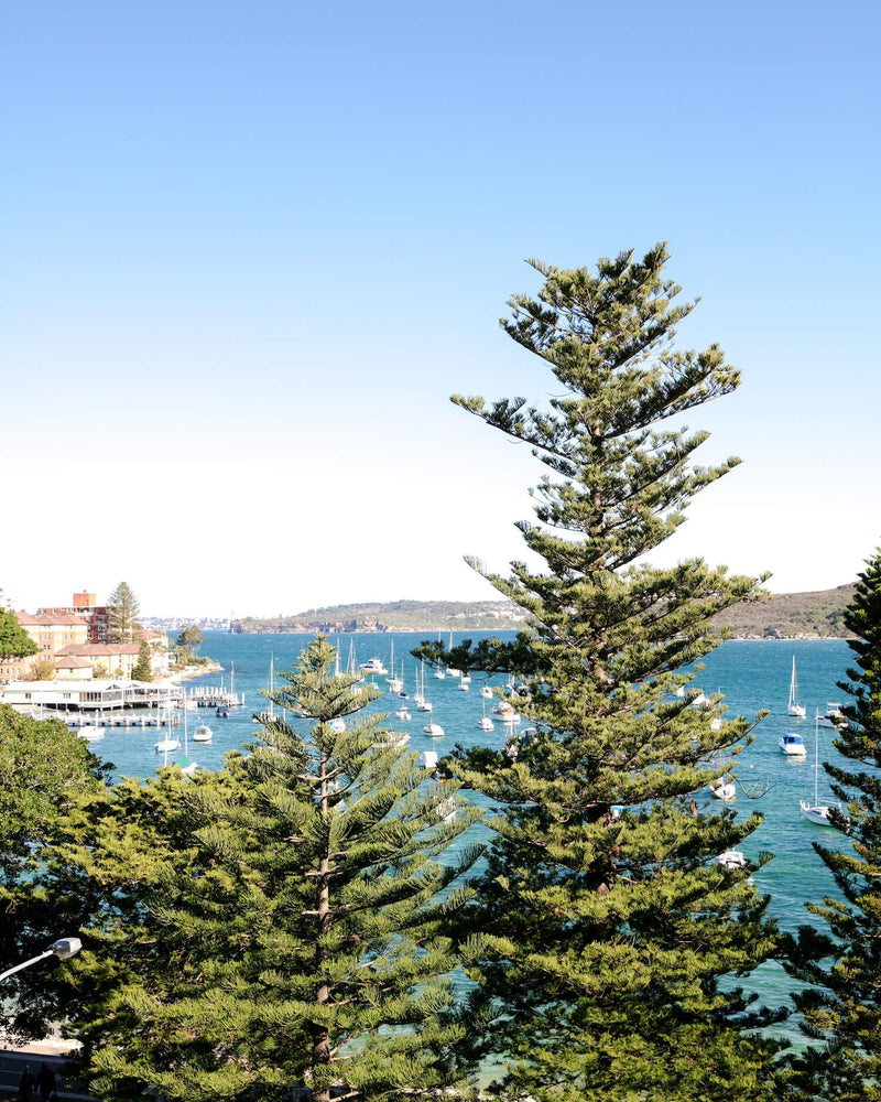 10 Best Trees for Carbon Offset: Long-Lived Natives and Heavy-Hitter Shade