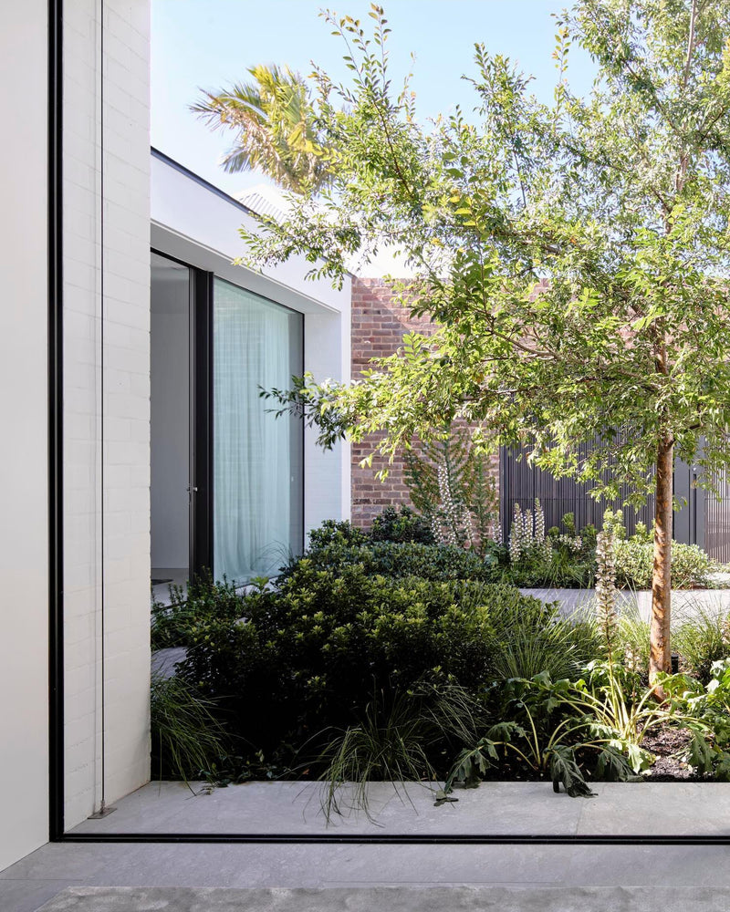 5 Stunning Feature Trees for Every Garden Style and Climate