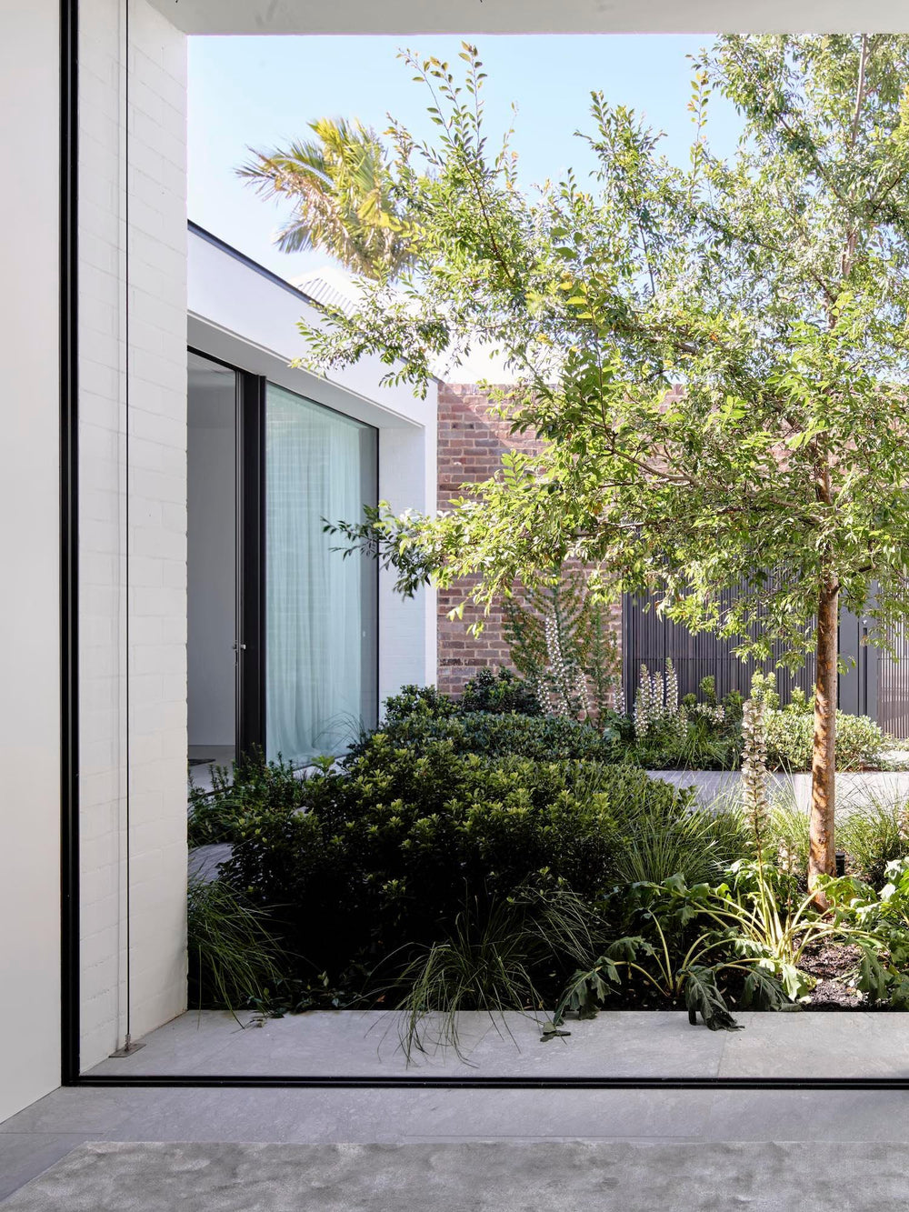 Best Feature Trees for Australian Gardens – Coastal, Urban & Cool Climates