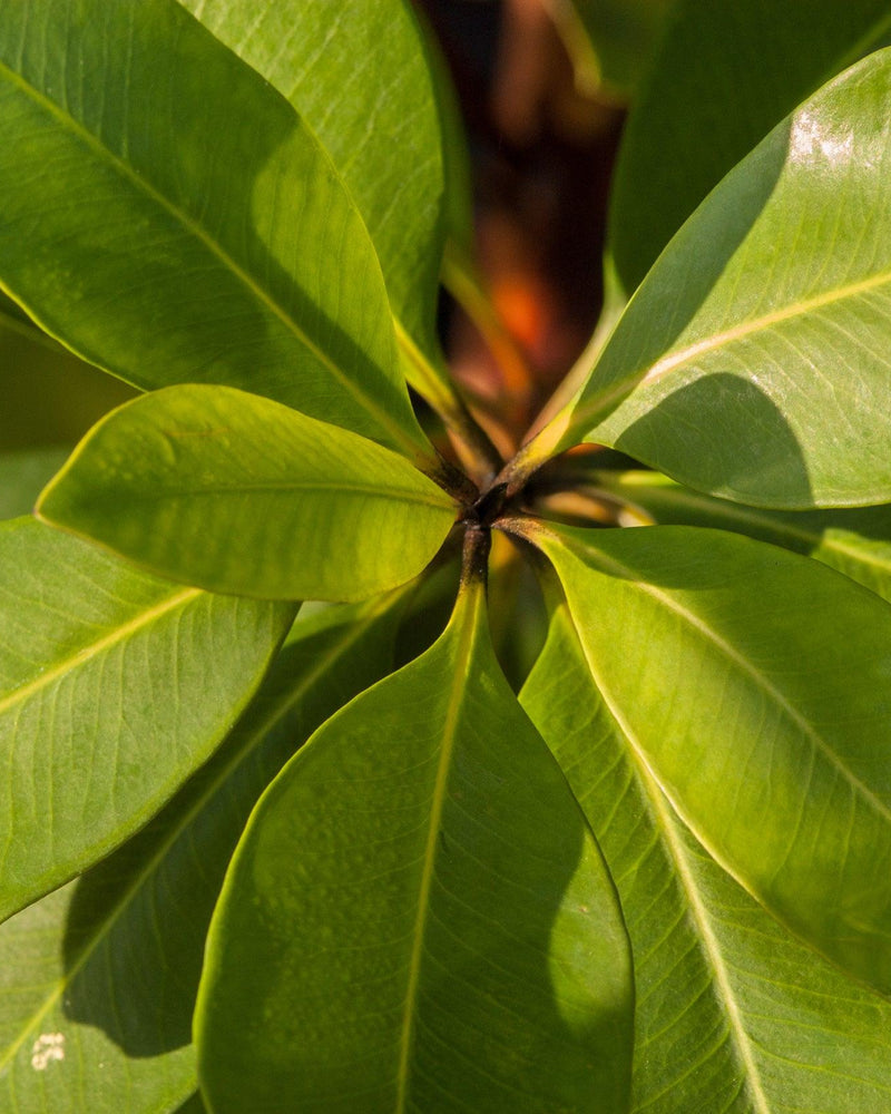 Small Evergreens for Courtyards and Front Gardens: A 12-Plant Layered Palette
